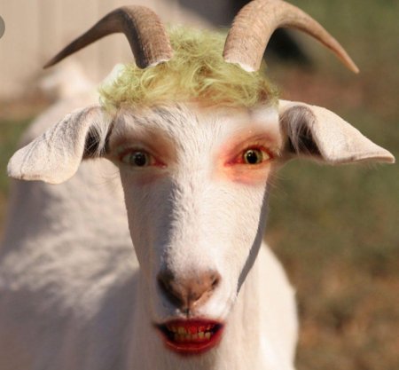 Козлиная борода у козы