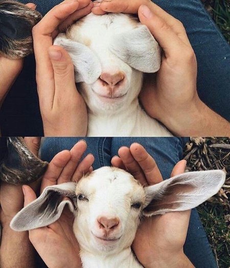 Милый козленок