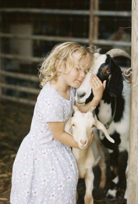 Козленок для детей