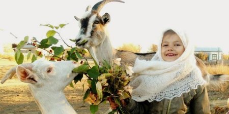 Оренбургская коза