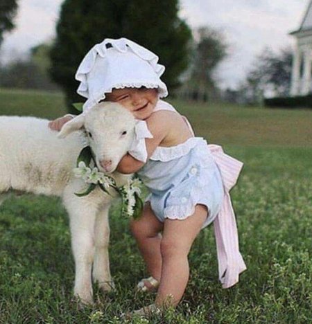 Маленькие ягнята