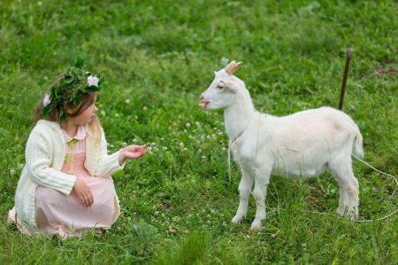 Зааненская коза