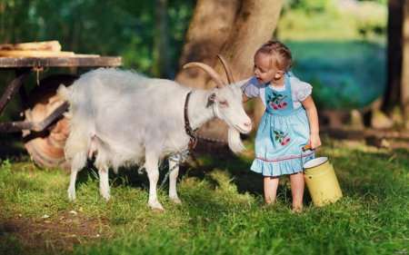 Козье молоко