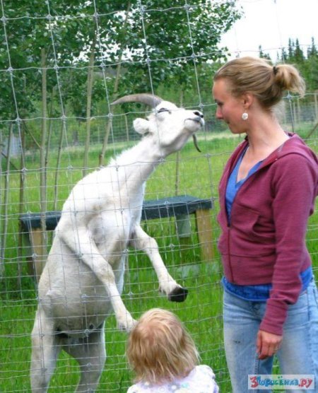 Любовь зла полюбишь и козла