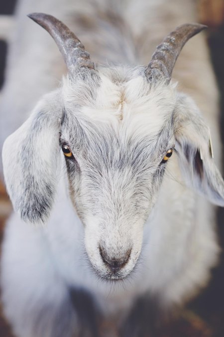 Goat (ангорская коза)