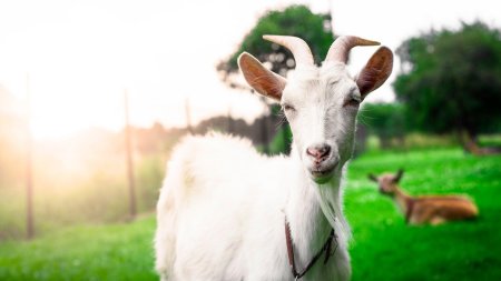 Коза белая