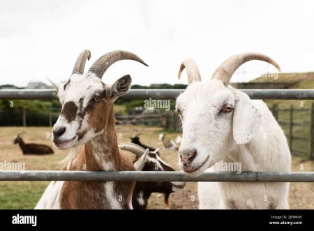 Домашние козы