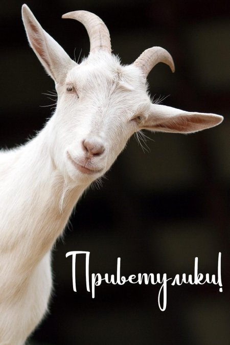 Козел красивый