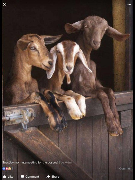 Овца и коза