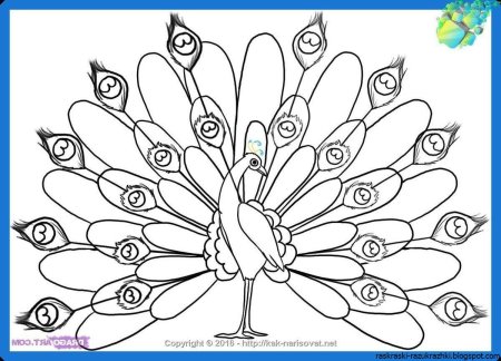 Раскраска павлин