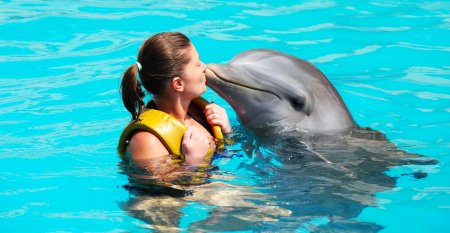 Шоу дельфинов