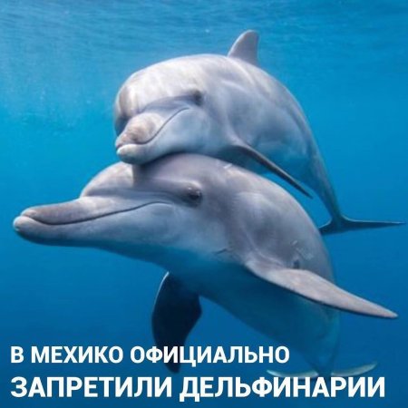 Животное дельфин