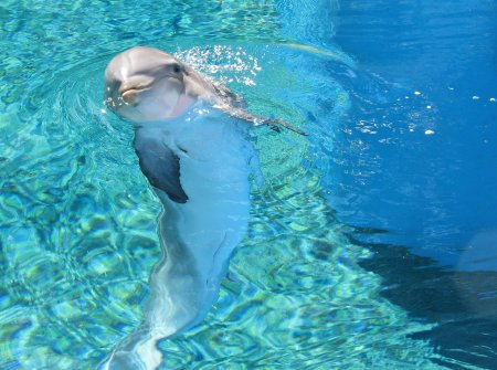 Дельфин в море