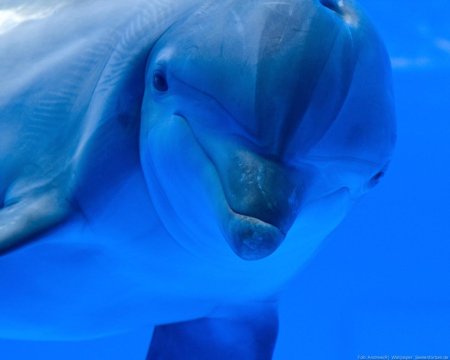 Афалина дельфин