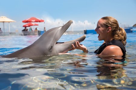 Дельфинарий на кайо гильермо