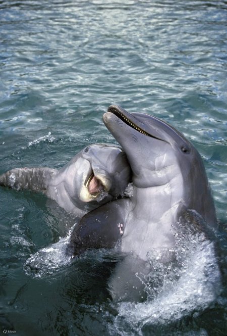 Пара дельфинов