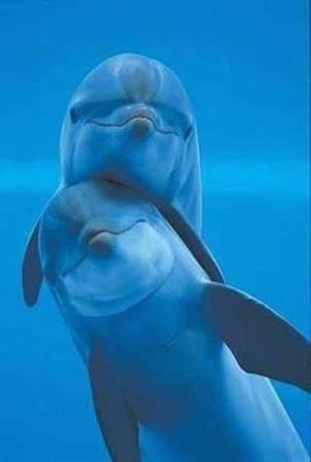 Рыбы дельфины