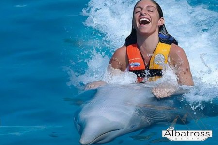 Плавание с дельфинами в шарм эль шейхе