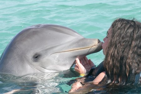Плавать с дельфинами