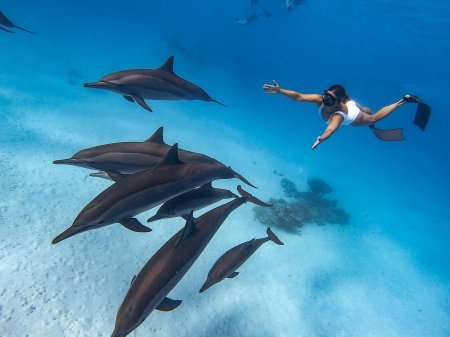 Фридайвинг с дельфинами