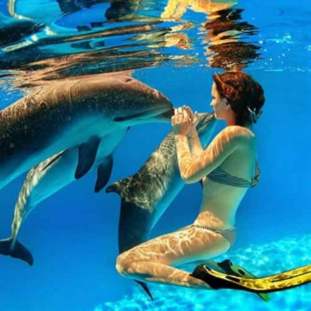 Плавание с дельфинами