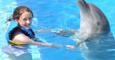 Дельфины в дельфинарии