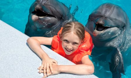 Дельфин в бассейне