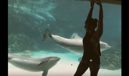 Девушка совокупляется с дельфином