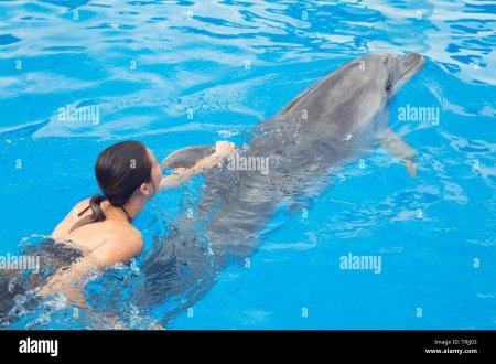 Плавать с дельфинами