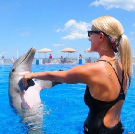 Дельфин в море