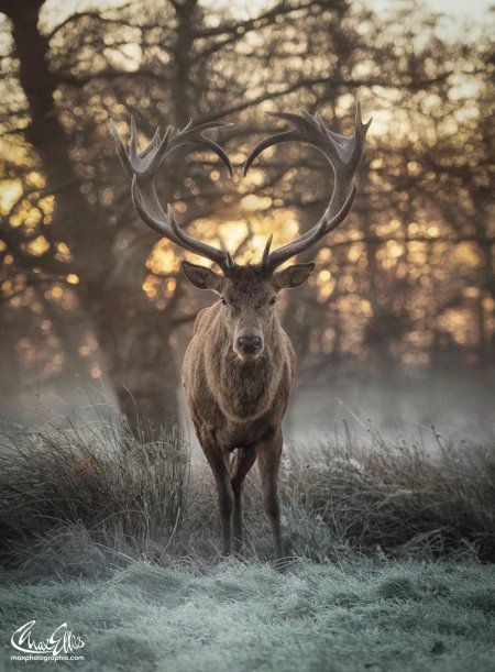 Красивые олени