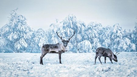 Северный олень лесной подвид