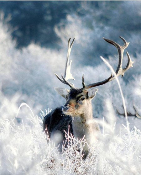 Олень в снегу