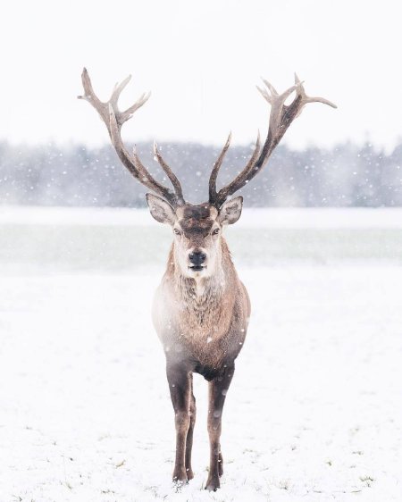 Олень в снегу