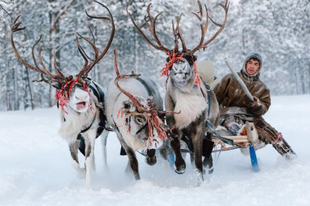 Оленьи упряжки