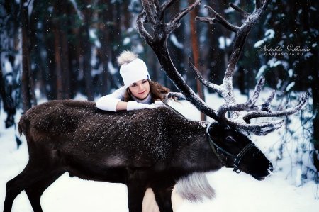 Олени зимой
