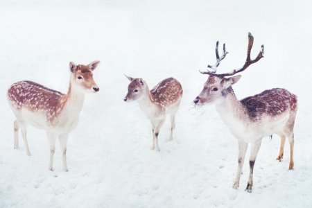 Олениха северного оленя