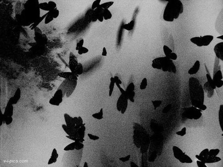 Черно белая бабочка