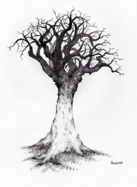 Дуб карандашом