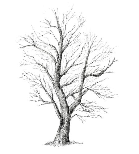 Рисование деревьев карандашом