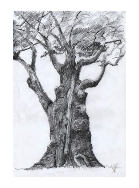Дуб рисунок карандашом