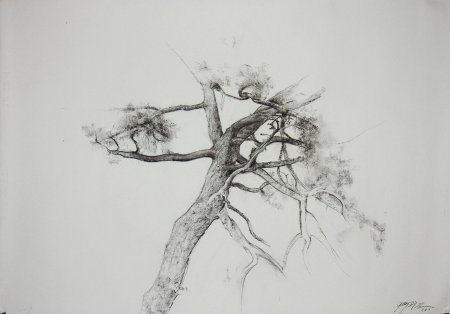 Наброски деревьев карандашом