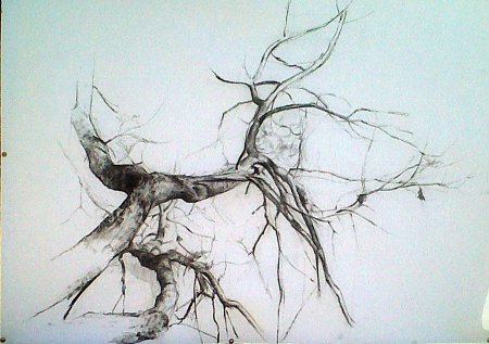 Ветка дерева рисунок карандашом