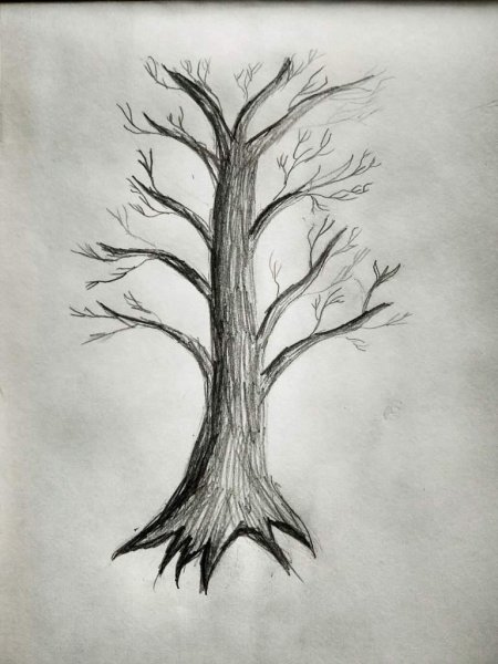 Дерево карандашом