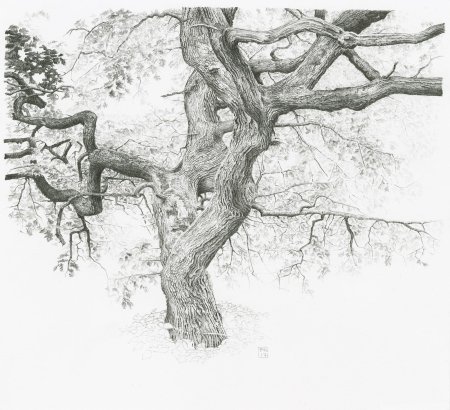 Зарисовка дерева