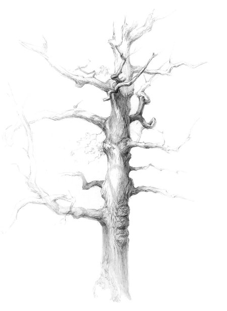 Зарисовка дерева карандашом