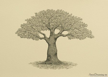 Дерева рисунок