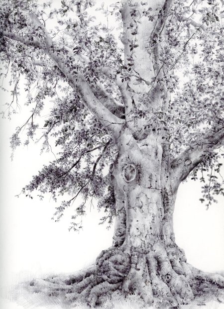 Рисунок дерева карандашом