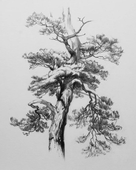 Шишкин сосна карандашом