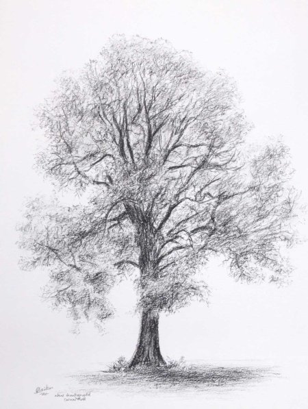 Дерево карандашом